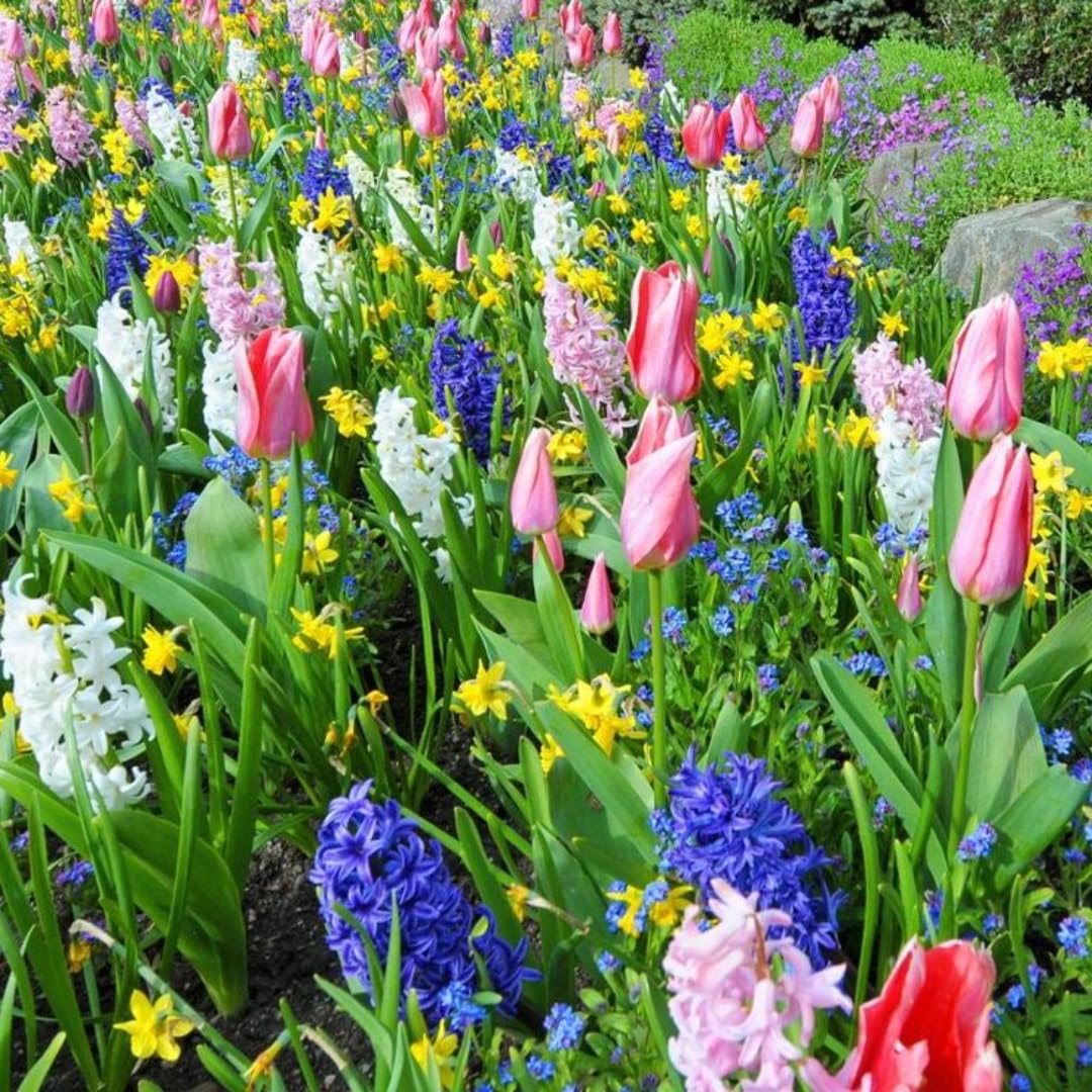 Pack of 30 Mix Flowers Bulbs for Spring Planting, Ranunculus Bulbs for Planting, Spring Blooms Vibrant Perennial Bulbs for Garden Borders (Mix Bulbs)