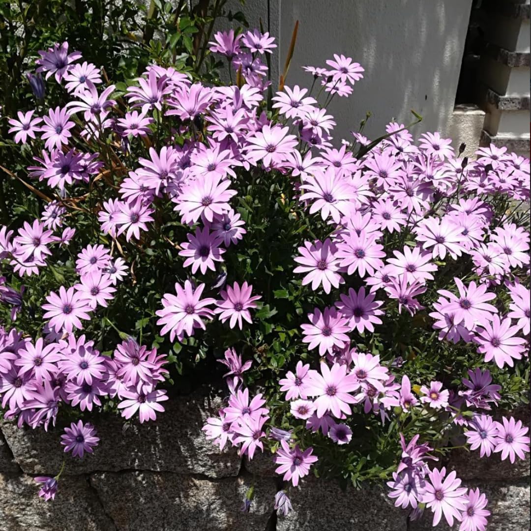 2 Osteospermum Plants Live, Pink African Daisy Flower Plants 4 Inc Potted, 2 Plants per Pot Garden Annual Flowering Plant Live