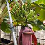 Tangry Banana Tree Live Plant, Edible Fruit, 4-6" Tall