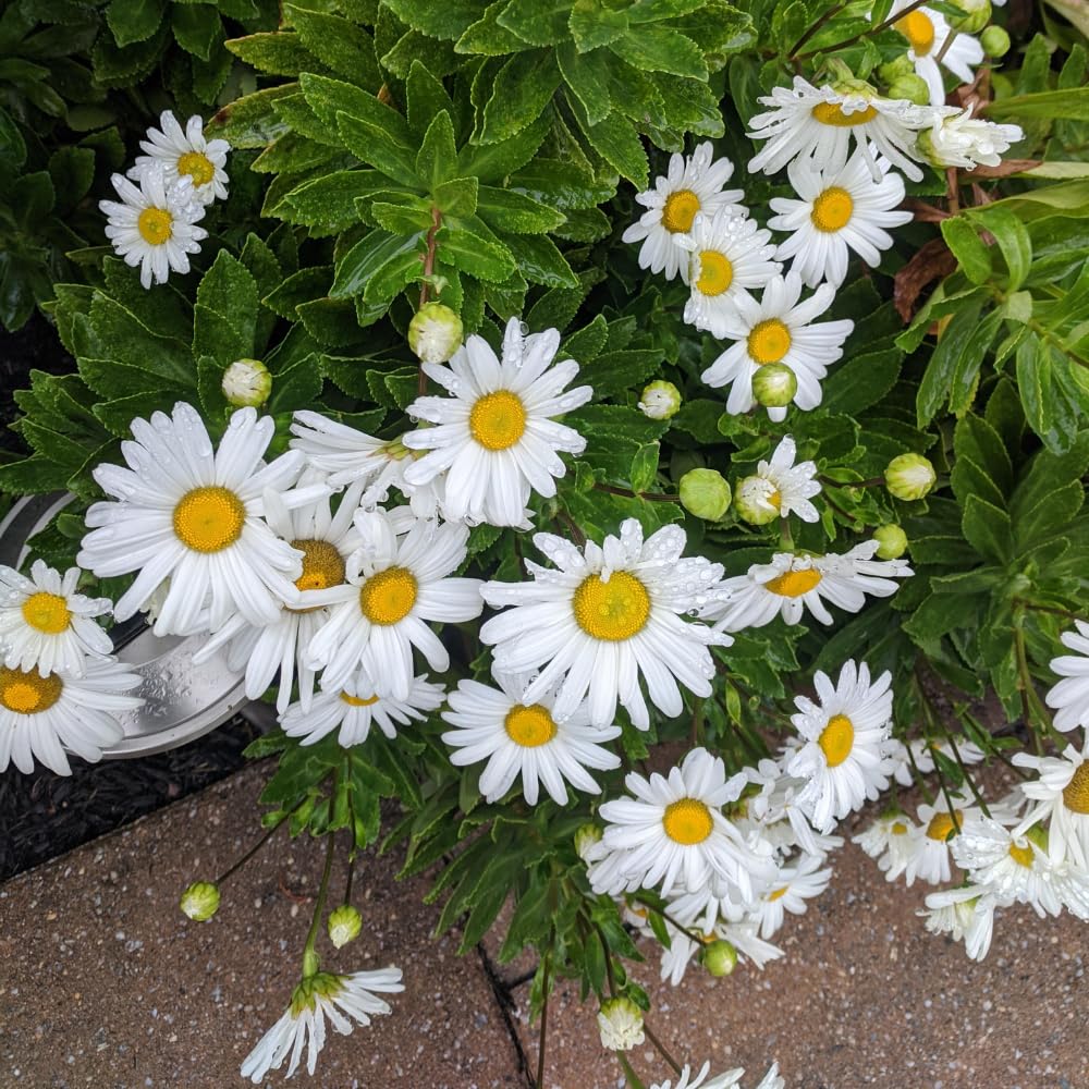 Set 2 White Daisy Plants Live, Perennial Daisy Flowers for Container and Garden Growing 4-8 Inches