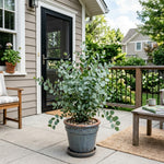 Silver Eucalyptus Plant Live, 5-7 Inc Tall, Cold Hardy Tree, Fragrant Foliage, Eucalyptus Plant, Ready for Indoor Outdoor Planting