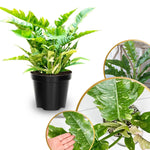 Philodendron Plant Live, Rare Variegated Philodendron Houseplant for Planting, Home Office Decor 4 to 8 Inches (Orange Green)