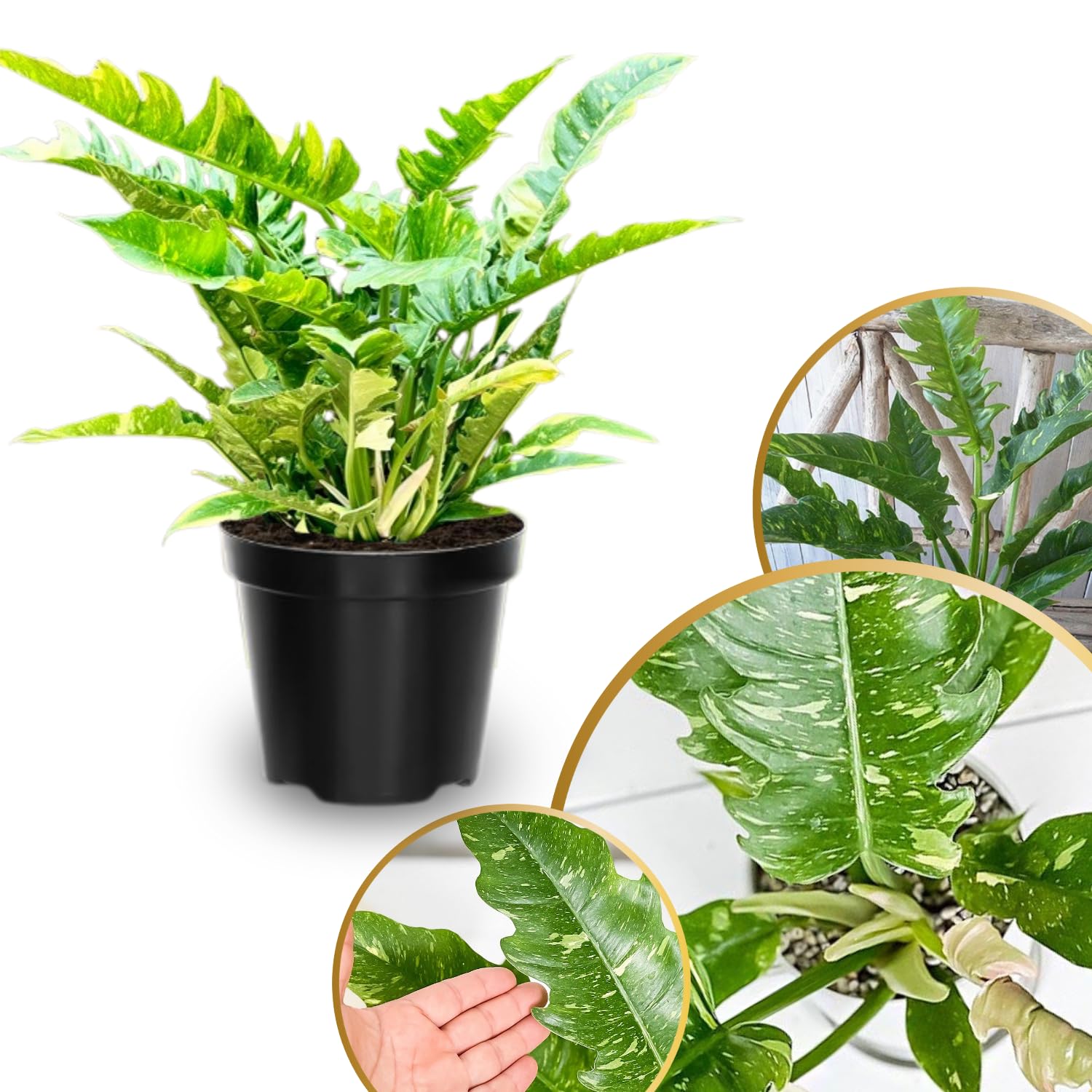 Philodendron Plant Live, Rare Variegated Philodendron Houseplant for Planting, Home Office Decor 4 to 8 Inches (Orange Green)
