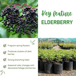 Set 10 Elderberry Cuttings for Planting, Elderberry Plant Live, 6-8 Inches Long, Sweet Berries Fruit Tree for Outdoor Garden