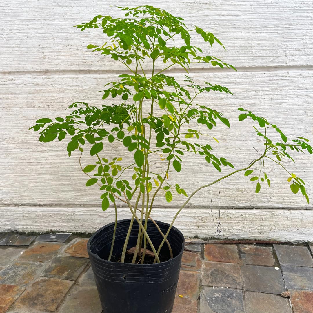 1 Year Old Moringa Trees Live Plants, 1-1.5 Feet Moringa Oleifera Malunggay Horseradish Trees, Cold Hardy for Outdoor Garden, Zones 4-9, Well-Rooted Plant in Pot