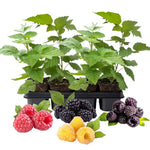 Set 4 Raspberry Plants Live 5 to 8 Inch Tall, Raspberry Bush Live Plants, Sweet Raspberries Fruit Seedlings (Mixed Raspberry)