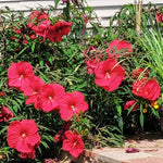 Hibiscus Plants Live, Hibiscus Plant, Hibiscus Tree Live Plant, Perennial Flower Bush, 6 to 8 Inch Tall, Red Hardy Hibiscus