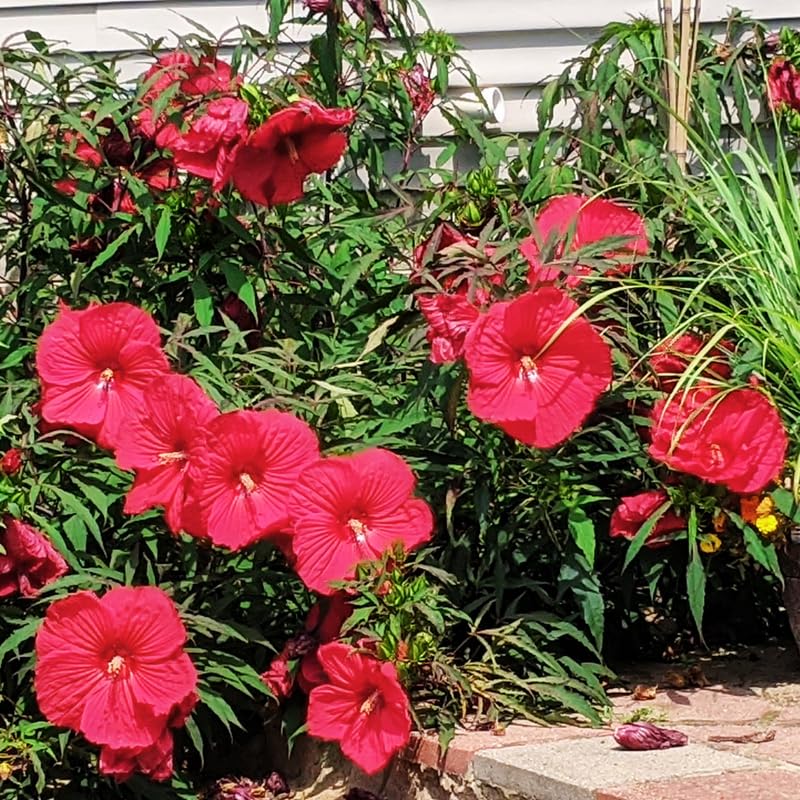 Averar Hardy Hibiscus Plants Live, Tropical Hibiscus Plant, Hibiscus Tree Live Plant, Perennial Flower Bush, 4 Inch Pot, Red Luna Hardy Hibiscus