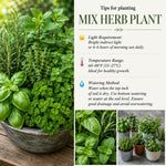 4 Live Fragrant and Edible Herb Plants Combo, Random Assorted Varieties: Rosemary, Basil, Lemon Balm, Mint and Other Herbs