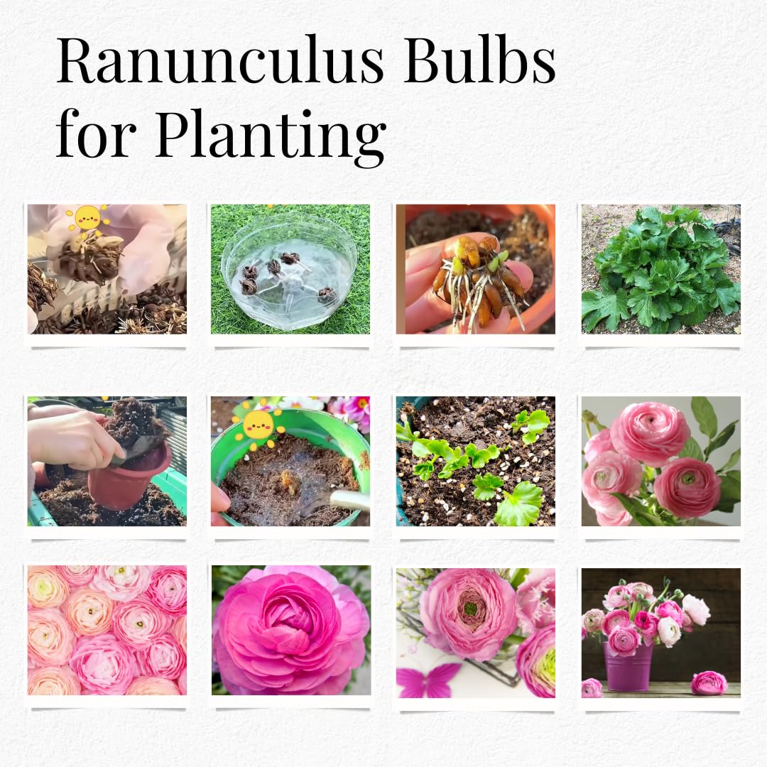 25 Ranunculus Bulbs for Spring Planting, Perennial Flowers Bulbs for Gardens, Vibrant Peony Buttercup Corms for Outdoor Borders (Pink Ranunculus Bulbs)