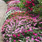 Set of 2 Impatiens Plants Live, 3-5" Tall Flowering Clumps, Random Color Impatiens Flowers Live Plants for Outdoor Garden, Patio, Containers