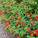 Set 4 Mix Trailing Lantana Plants Live, 4 to 7 Inc Tall, Rose Lantana Live Plants for Planting Vibrant Perennial Flower Garden