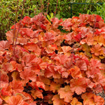 2 Heuchera Live Plants, Coral Bells Heuchera Perennials for Outdoor Garden, Shade Border, Containers, 4-6” Tall Well-Rooted (Red Yellow Orange Heuchera)