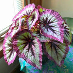 Set 2 Begonia Live Plants, Rare Begonia Plants for Trailing, Ornamental Hanging Basket 5"-9" in Tall (Fire)