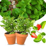 2 Strawberry Mint Plants Live Clumps Potted, Size 5-9" in Tall, Fresh Mints Herb for Indoor Outdoor Growing, Culinary Gardening, Cold Hardy and Fast-Growing