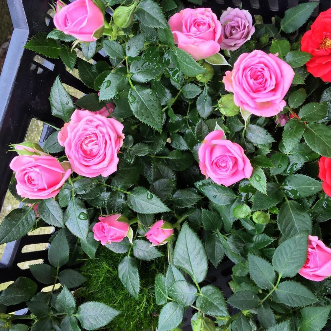 Pink Rose Live Plant, Rose Bush Ready to Plant Well Rooted 5-9 Inch Tall, Heirloom Rose Flowers, No Pot