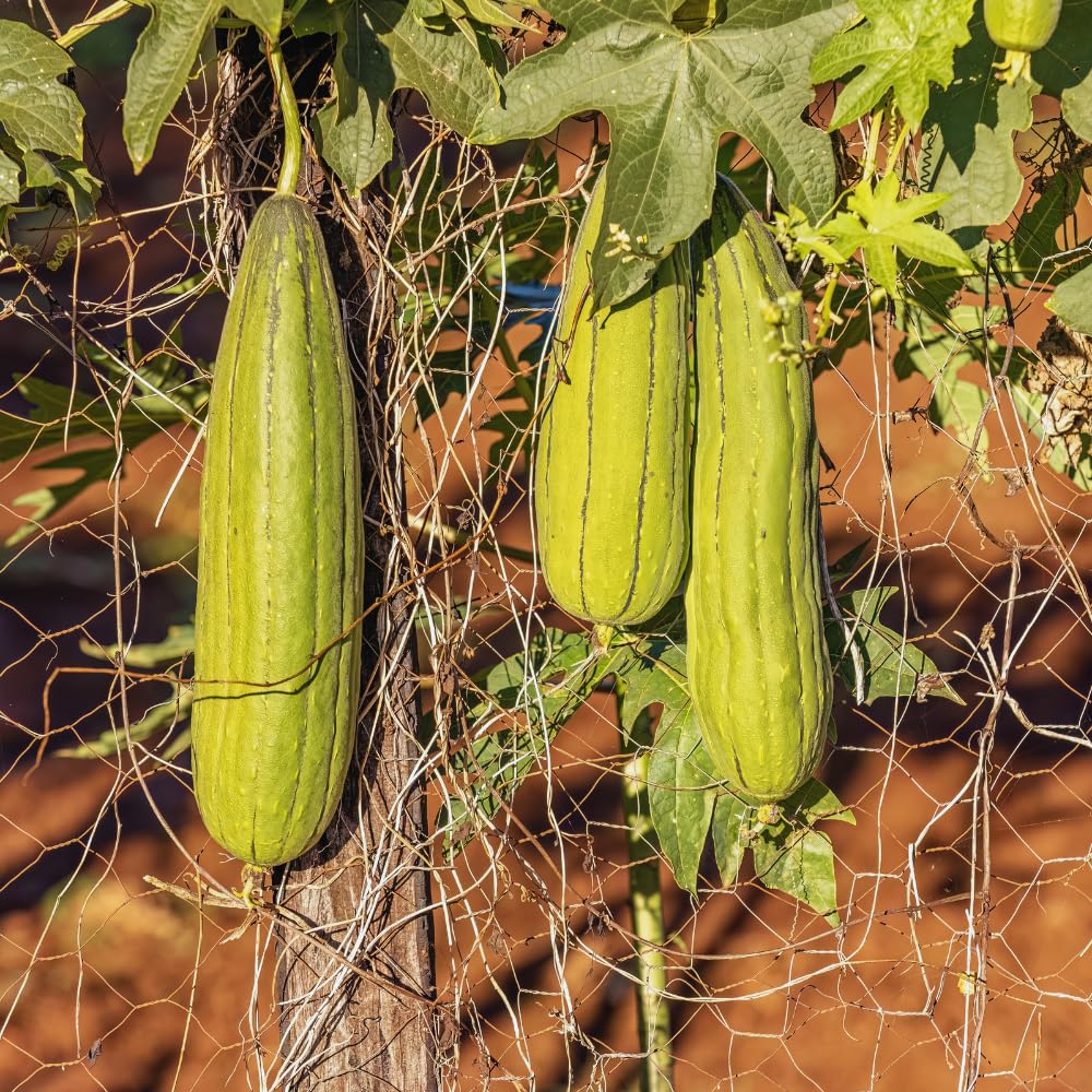 2 Long Luffa Plants Live, Luffa Gourd Plants Pot 4'', Vegetable Climbing Vine for Home Garden Backyard Trellis