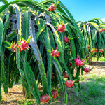 White Dragon Fruit Plant Live, 3 Gallon Potted, Pitaya Plant, Live Dragon Fruit Plant, Dragon Fruit Tree Plant, 2 to 3 Feet Tall, Dragon Fruit Live Plant, Sweet Fruit Plant