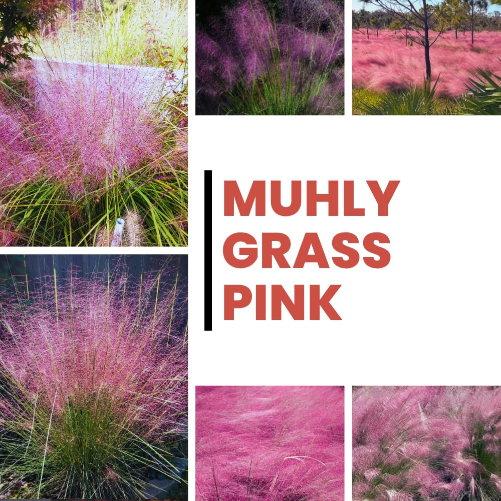 Set 2 Grass Plants Live for Planting, 5-9 Inch Tall, Ornamental Grasses Live Plants Perennial Grass, Well-Rooted (Pink Muhly Grass)