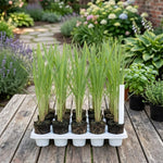 10 Lemon Grass Live Plants for Outside, Trim Back 6-10" Tall Lemongrass Plant, Outdoor Planting Herb