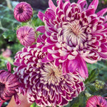 Pack 2 Mums Plants Live, Dark Purple Mums Plants, 3-6" Tall Mum Plant for Garden, Perennial Flowers Chrysanthemum Mum Starter Plant