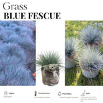 Set of 2 Blue Fescue Grass Live Plants in 4 Inches Pot, 2 Plants Per Pot Oramental Grass for Gardening Lawn Patio