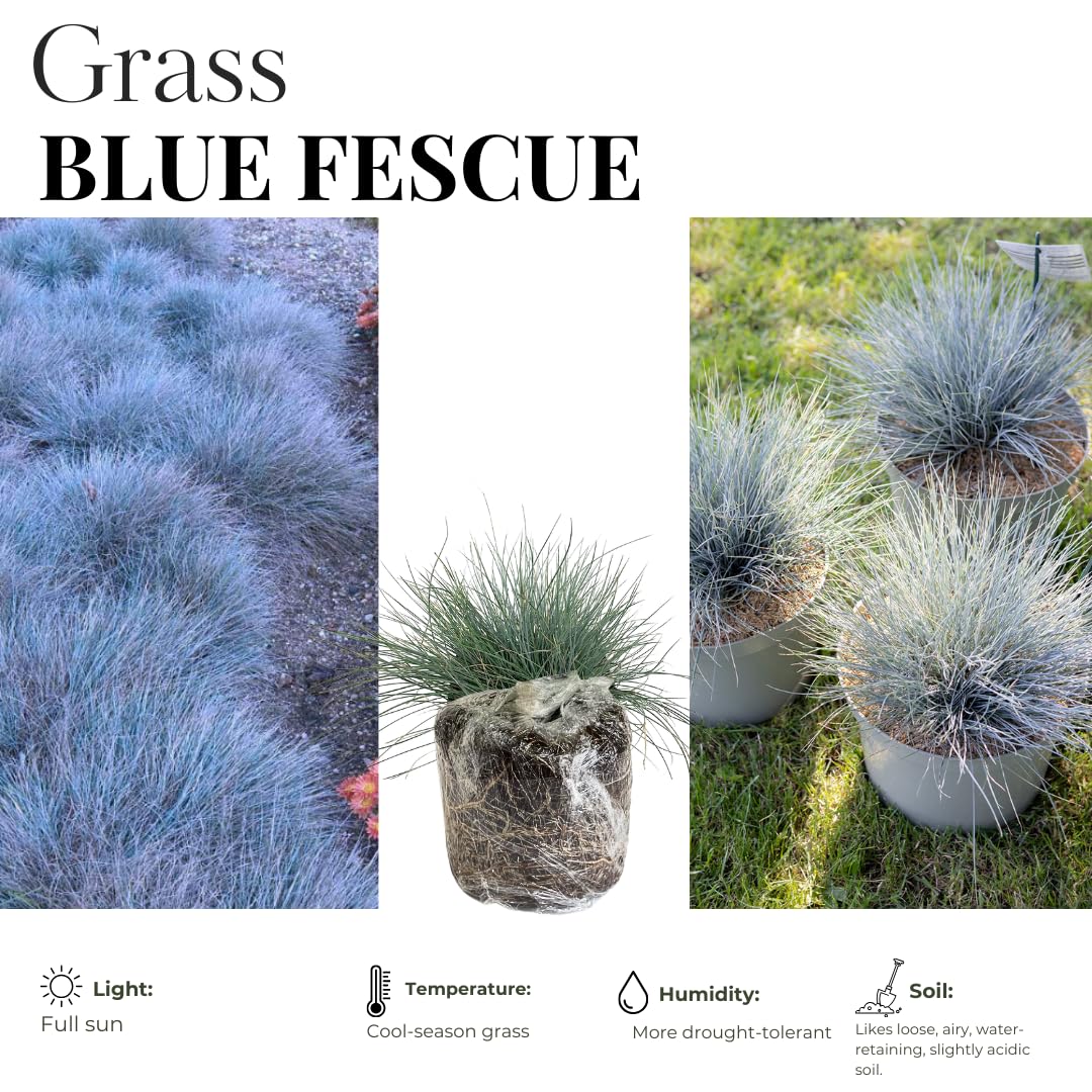 Set of 2 Blue Fescue Grass Live Plants in 4 Inches Pot, 2 Plants Per Pot Oramental Grass for Gardening Lawn Patio