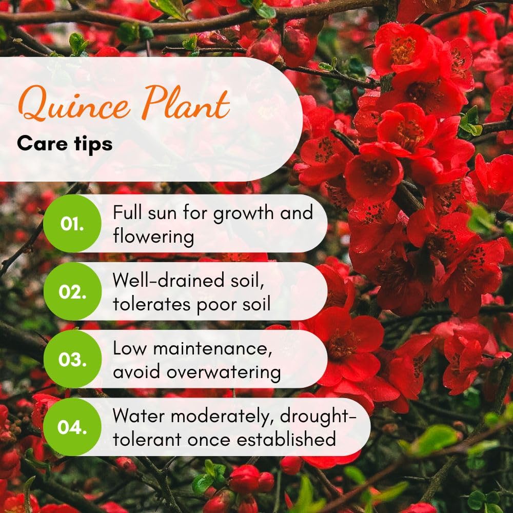 Red Quince Flowering Plant Live Shrub for Outdoor Garden and Landscaping, Quince Plant 3-6" Tall, Chaenomeles Japonica Bush Shrub for Planting 4 Inch Pot Plants