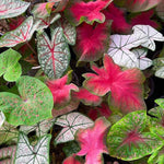 Set 2 Caladium Plants, Mix Caladium Houseplant Live 4-6 Inches Tall, Garden and Container Growing (Mix)