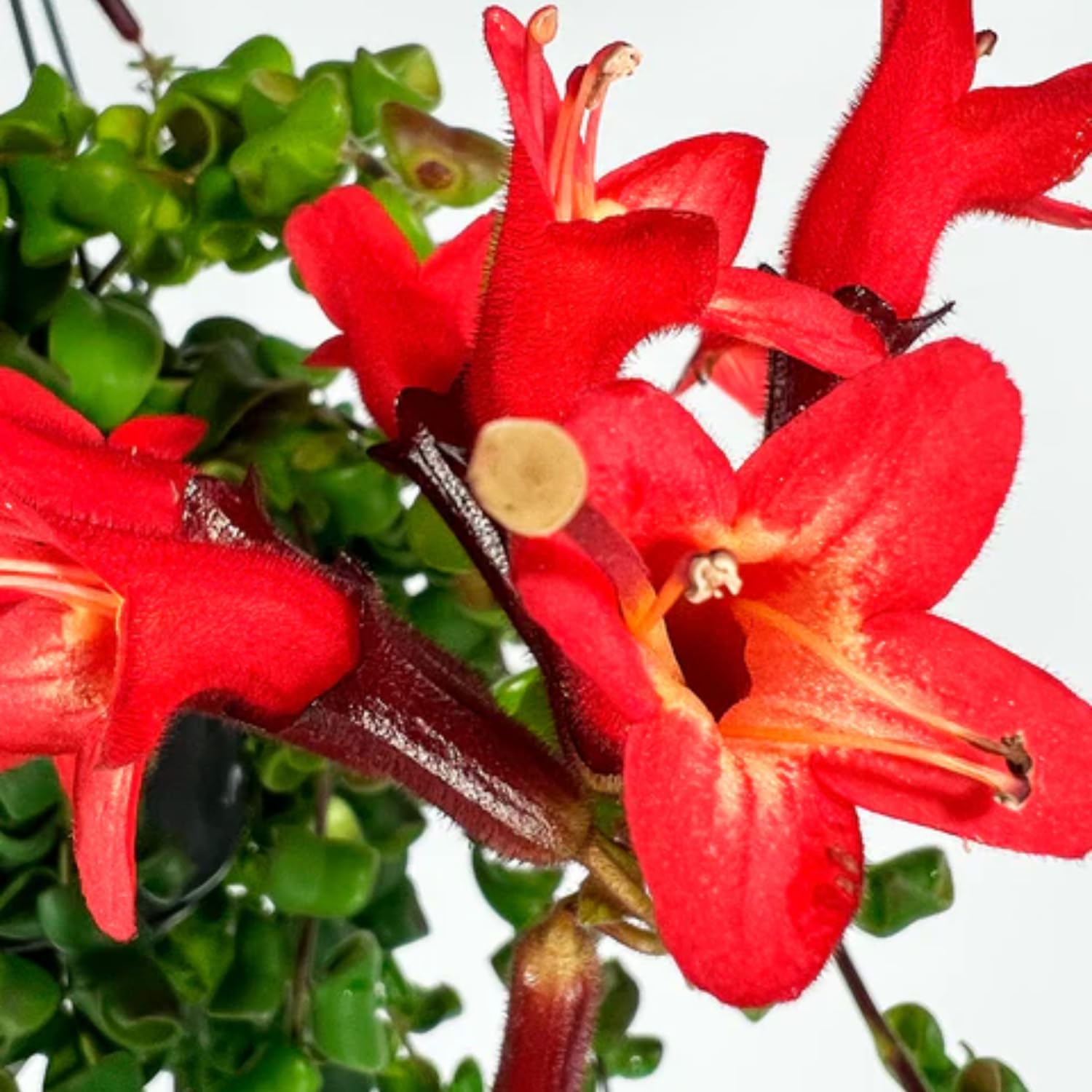 Curly Lipstick Plant Live for Planting in 3 Inches Pot, Aeschynanthus Twisted Lipstick Live Plant to Grow Your Garden