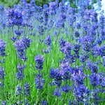 1 Lavender Plant Live Indoor, Lavandula Perennial Tree Live Plant for Planting, Fragrant Flowers, Well-Rooted 4-8" Height (Hidcote Blue Lavender)