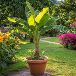 Basjoo Banana Plant Live, 4-6" Tall Well-Rooted for Indoor Tropical Displays, Cold Hardy Banana Fruit Tree