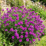 Verbena Plants Live, Verbena Plant from 4-8 Inches Tall, Long Blooming Outdoor Flower Plant for Garden Beds, Hanging Baskets and Containers (Purple)