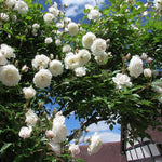 White Climbing Rose Live Plant, 6 Months Old Starter, Fragrant Purple Climbing Roses for Planting Outdoor, No Pot