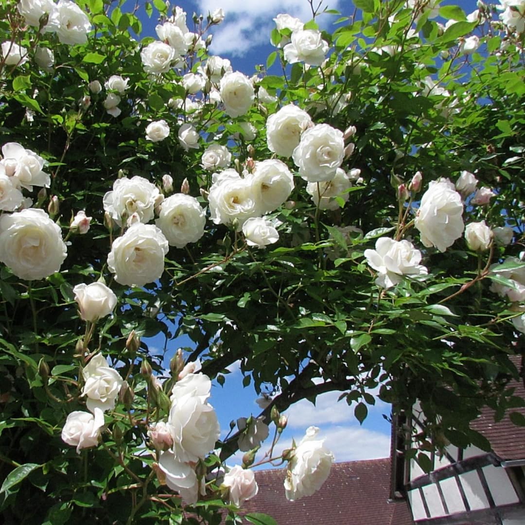 White Climbing Rose Live Plant, 6 Months Old Starter, Fragrant Purple Climbing Roses for Planting Outdoor, No Pot