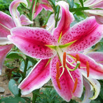 4 Pink Lily Bulbs, 4-6 Inch, Pink Lilies Bulbs, Flowering Bulb for Outdoor Garden Beds and Containers