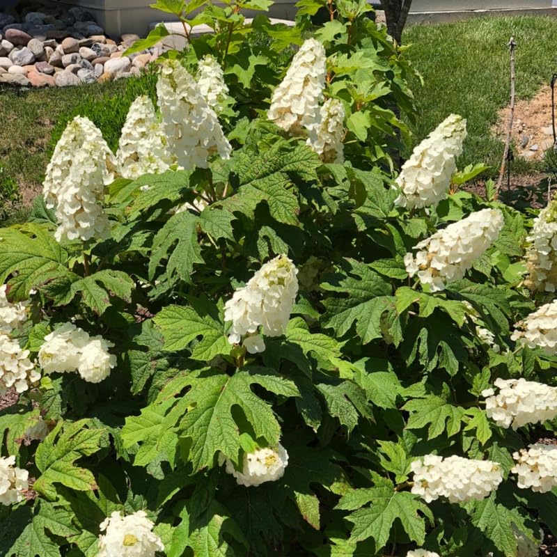 Hydrangea Plant Live Tree, Blooming Garden Bush Hardy Hydrangea Shrub, Oakleaf White Flowering Plant Indoor Outdoor Well-Rooted 5-9 Inc Tall, Stater Plant