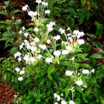 Clerodendrum Plants Live Well-Rooted for Outdoor Planting, Clerodendrum Tropical Live Plant, 5"-9" in Tall (Musical Note Clerodendrum)
