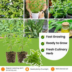 2 Live Lemon Verbena Plant, 3-5 Inches Tall, Fragrant Lemon Verbena Herb Plant for Garden Beds, Patio Pots, and Indoor Containers, No Pot