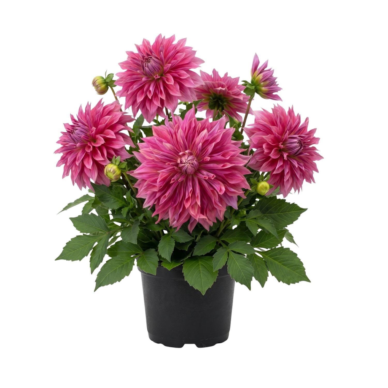 Dark Purple Pink Dahlia Bulbs Plant 2-3" Tall, Dahlia Blubs, Outdoor Flower for Garden Beds or Patio Containers, Not Live Plant