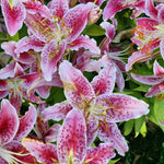 Pack of 3 Pink Lily Bulbs for Planting, Size XL, Bright Sunny Blooms, Summer Flowering Perennial Garden Flowers, Lily Bulbs for Containers and Outdoor Garden