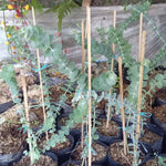 Baby Blue Eucalyptus Plant Live Indoor, Cold Hardy Eucalyptus Tree Live Plant and Fragrant Foliage, Starter Plants from 4 to 7 Inches Tall