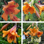 2 Large Orange Lily Bulbs, 4-6 Inch, Orange Lilies Bulbs, Flowering Bulb for Outdoor Garden Beds and Containers