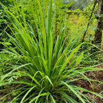 2 Lemongrass Live Plants, Well Rooted 8-10 Inch Tall, Fragrant Lemon Grass Herb for Growing in Container or Garden