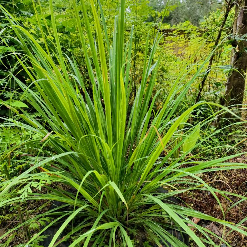 2 Lemongrass Live Plants, Well Rooted 8-10 Inch Tall, Fragrant Lemon Grass Herb for Growing in Container or Garden