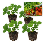 Set 4 Red Strawberry Plants Live, 3 to 5 Inc Tall, Hardy Strawberry Roots, Sweet Fruit Live Plants Indoor Outdoor Garden