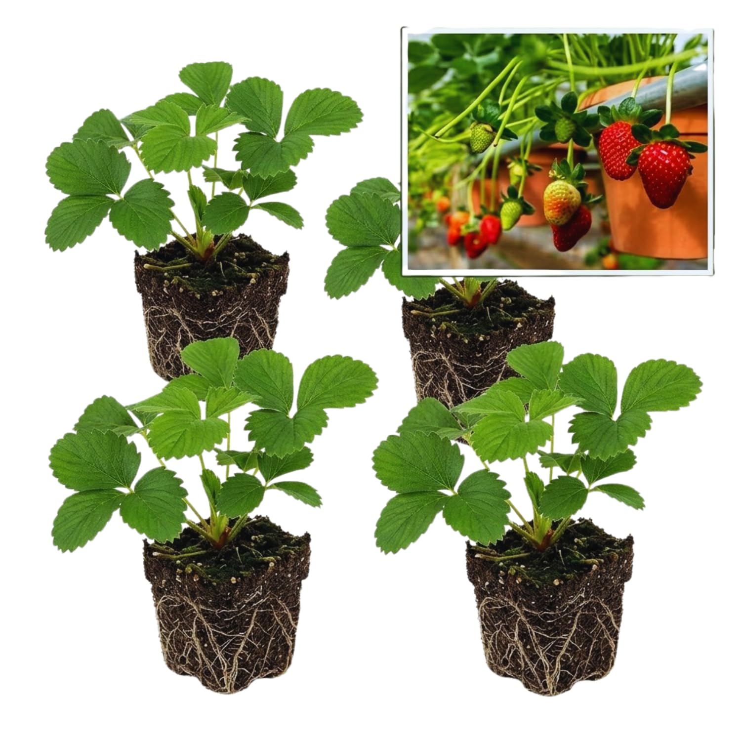 Set 4 Red Strawberry Plants Live, 3 to 5 Inc Tall, Hardy Strawberry Roots, Sweet Fruit Live Plants Indoor Outdoor Garden