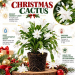 2PPP White Christmas Cactus Live Plant, Holiday Flowering, 3 Inches Pot