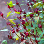 Red Roselle Plant 4" Pot, Roselle Live Flowering Garden Plant for Patio, Containers and Backyard, Hardy Tropical Outdoor Plant 6-8 Inches