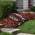 Impatiens Plants Live, 1 Random Color Plant, 3 to 5 Inc Impatiens Flower Plants, Perennial Impatien for Planting Outdoors